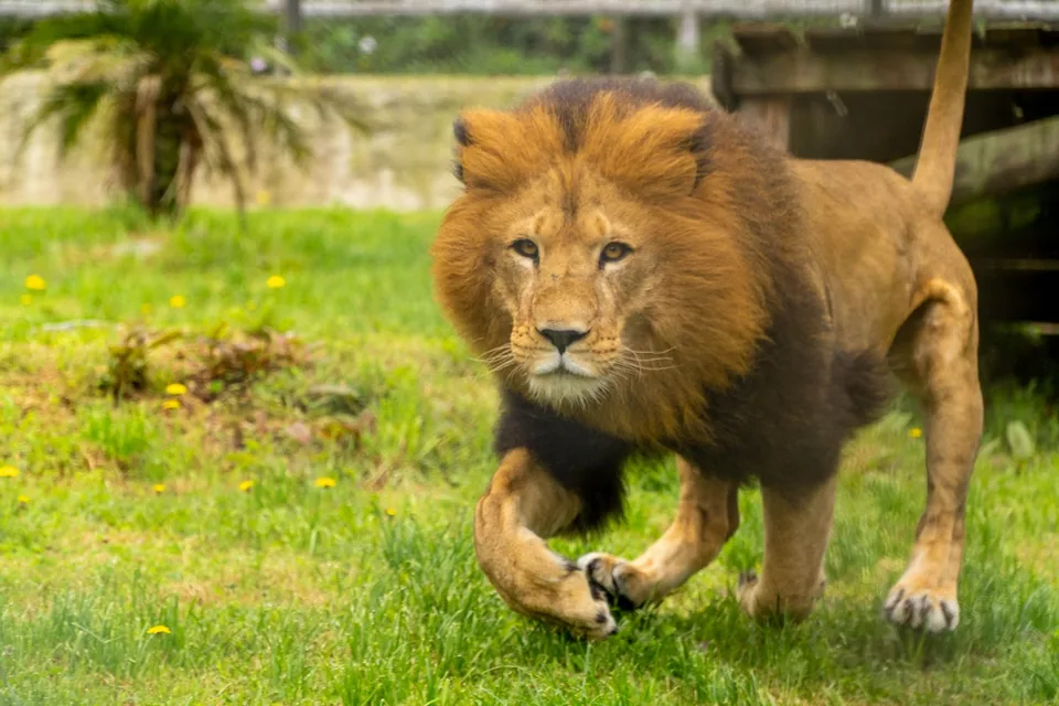 Un león corre por el pasto en Animal Park