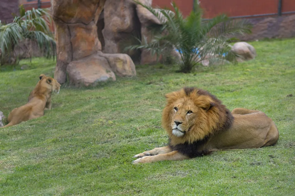 Un león y una leona en su espacio de Animal Park
