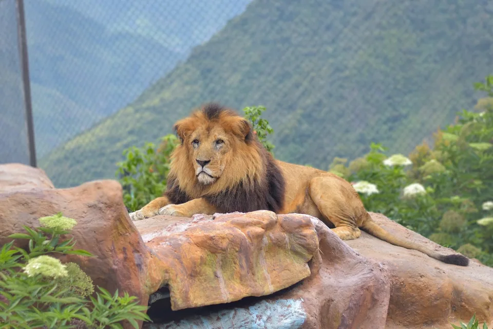 León africano en Animal Park