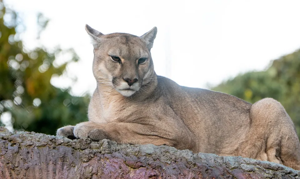 Puma en Animal Park