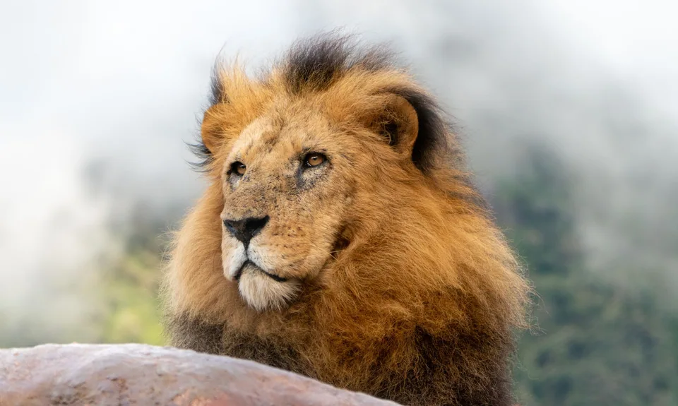 Retrato de un león africano